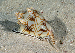Cymbiola