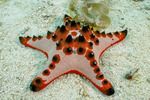 Oreasteridae