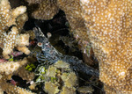 Penaeidae