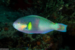 Scarus