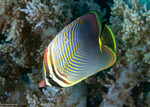 Butterflyfishes