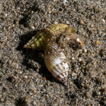 Nassarius