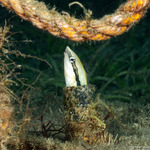 Aspidontus
