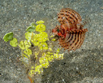 Halimeda