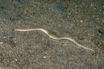 Eels and Eel-like Fishes