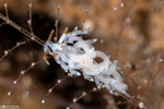 Trinchesiidae