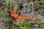 Penaeoidea