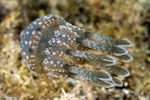 Jellies