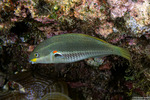 Stethojulis