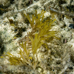 Dictyotaceae